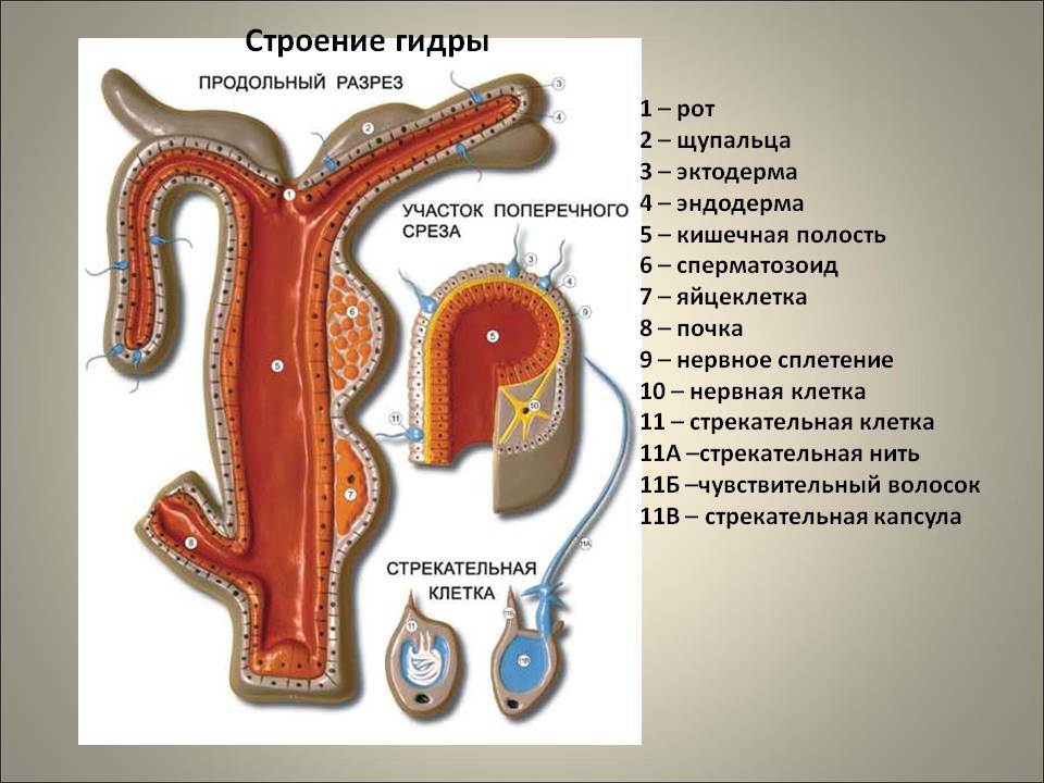 Что такое кракен даркнет